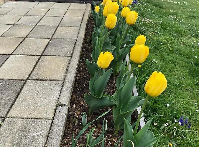 Sweet Hideout 別荘 Filovci